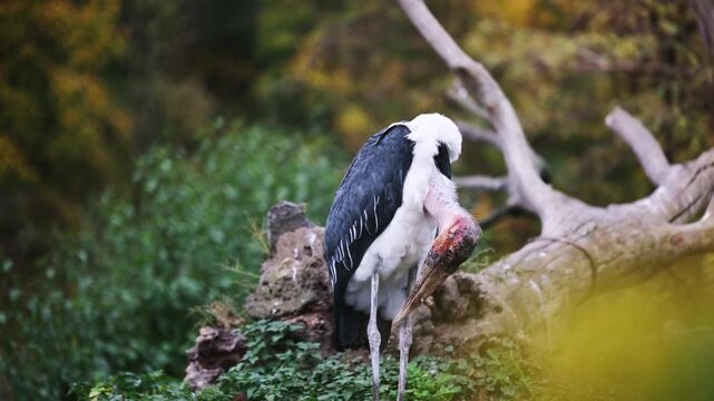 Marabou Stork Stands On Green Ground By The Lake, Calling Out Across The Serene Landscape