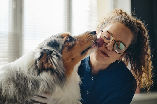 Young adult Caucasian female veterinarian hugging Australian Shepherd dog licking her cheek during examination. Ideal for veterinary clinic and pet care marketing