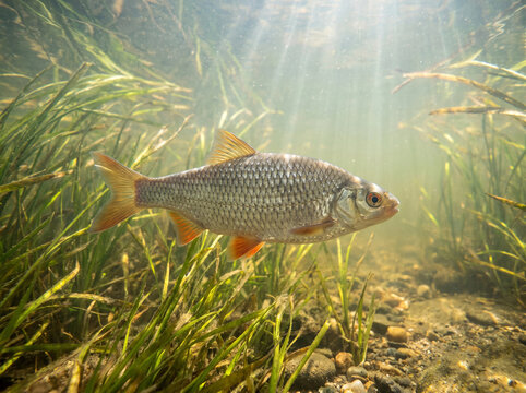 Freshwater Fish Swimming Underwater in River with Sunbeams