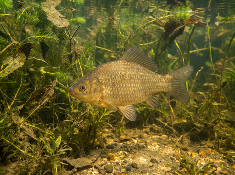 Freshwater Carp Fish Swimming Underwater in River Habitat
