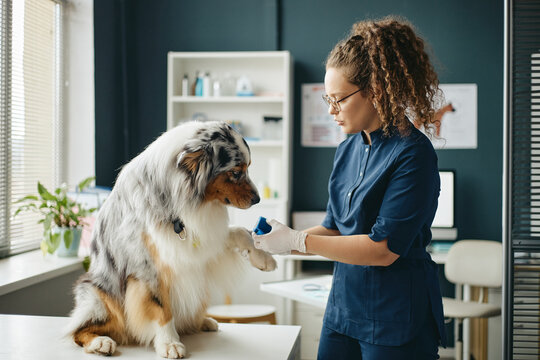 Young adult Caucasian female veterinarian bandaging paw of Australian Shepherd dog during medical examination in modern clinic. Useful for veterinary healthcare and pet insurance marketing