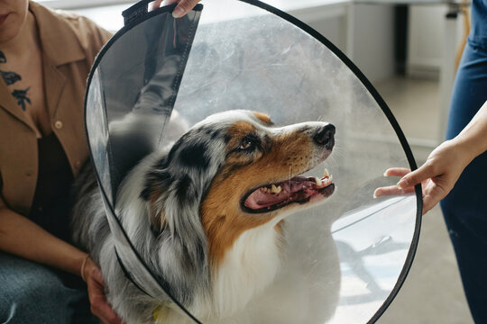 Australian Shepherd wearing recovery cone while veterinarian examining pet beside owner in animal clinic. Image useful for veterinary medicine, pet health insurance and canine care