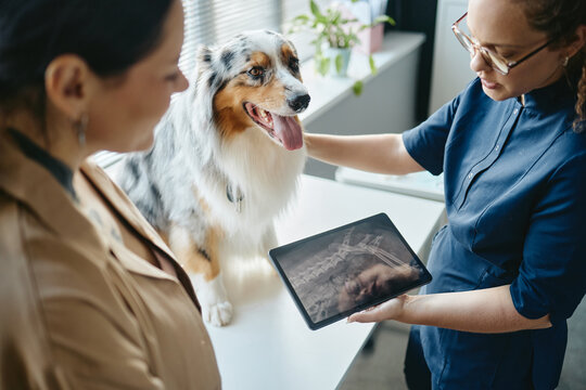 Young adult Caucasian veterinarian showing digital tablet with xray to dog owner during clinic examination. Visual concept for veterinary clinic advertising and pet insurance marketing
