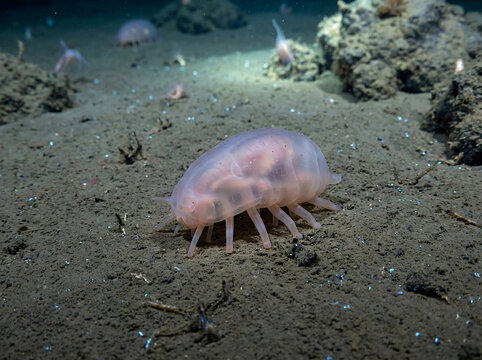 Sea Pig Scotoplanes Walking on Deep Ocean Seabed