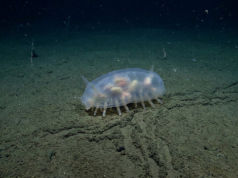 Translucent Deep Sea Cucumber on the Abyssal Ocean Floor