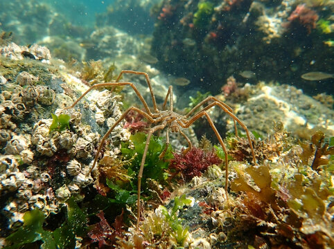 Sea Spider Walking on Rocky Reef Underwater