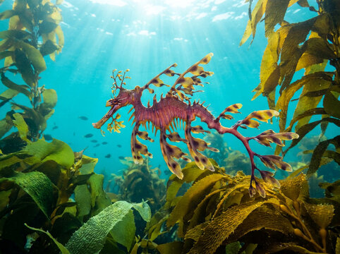 Leafy Seadragon Swimming in Underwater Kelp Forest