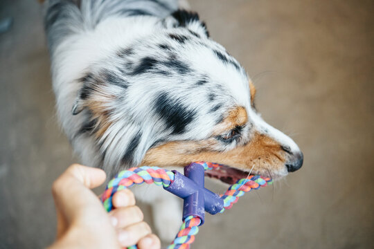 Australian Shepherd dog biting rope toy held by Caucasian during training session indoors. Close-up POV view ideal for pet care marketing and animal product advertising