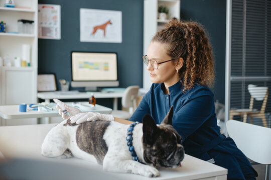 Young adult Caucasian female veterinarian giving injection with syringe to French bulldog on table in animal clinic. Ideal visual for pet healthcare marketing and veterinary medicine campaigns