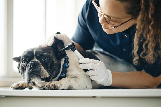 Young adult female veterinarian examining French bulldog ear with otoscope in veterinary clinic. Image suitable for pet healthcare campaigns, animal hospital marketing and vet services