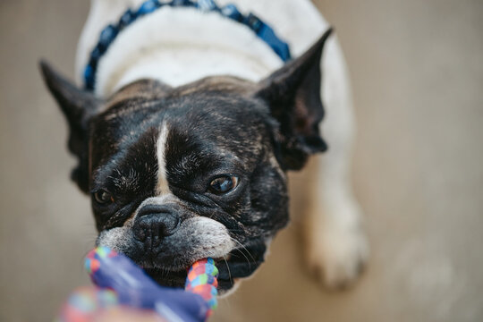 French bulldog biting rope toy while playing tug of war game with owner. Concept for pet care accessories, training supplies, veterinary services, and domestic animal lifestyle marketing