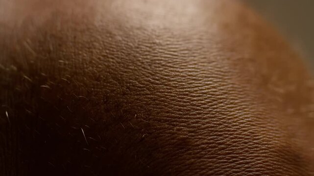 Animal fur close-up reveals short hairs and textured brown skin under warm light. Pet care advertising, veterinary education, and animal dermatology content.