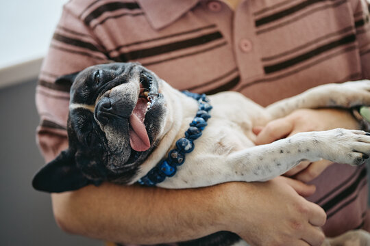 Caucasian man holding playful French bulldog lying relaxed in arms. Image suitable for pet care services, veterinary clinic advertising, domestic animal healthcare campaigns
