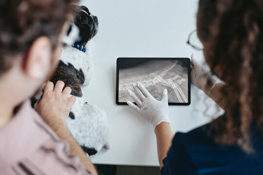 Caucasian female veterinarian showing dog spine digital radiography on tablet to Caucasian male pet owner beside French bulldog. Useful for veterinary clinic marketing, pet healthcare campaigns