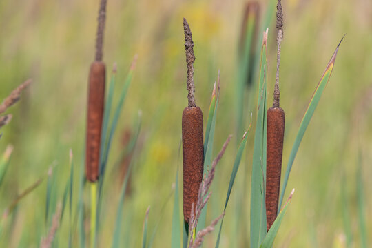 Bright green marshland with elegant cattails swaying gently under a sunny sky creating a peaceful natural scene in a serene environment