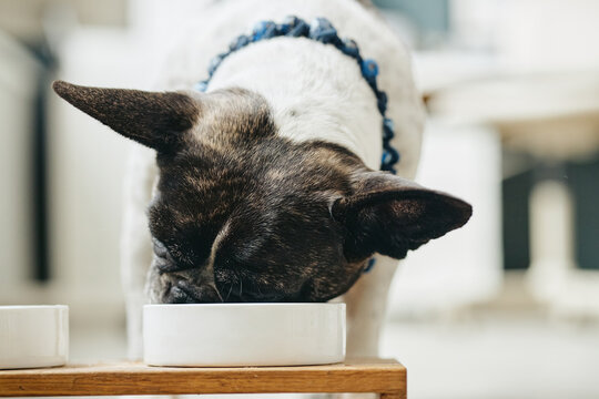 Close-up shot of French bulldog eating food from ceramic bowl indoors. Visual represents canine nutrition and domestic pet care, suitable for pet food advertising