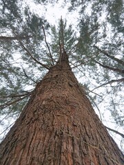 Majestic Evergreen Tree Bark Texture in the Forest © Edysoe
