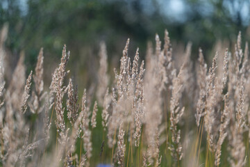 Fototapeta premium Golden grasses dancing in the warm sun during a tranquil afternoon in a lush meadow