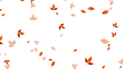 Obraz premium colorful autumn leaves pattern isolated on transparent background,png leaf fall thanksgiving and Halloween celebration stream overlay social media design element