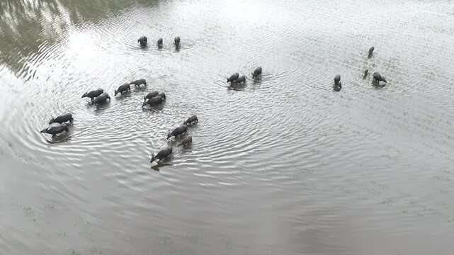 Aerial View of Water Buffalo Herd Grazing in Flooded Rice Fields, Tinh Bien, An Giang, Vietnam