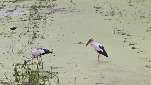A heron is waiking in around looking for food water, majestic wild bird with long beak and elegant feathers in natural wildlife habitat.