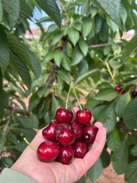 Freshly Picked Red Cherries Held by Hand in a Cherry Orchard