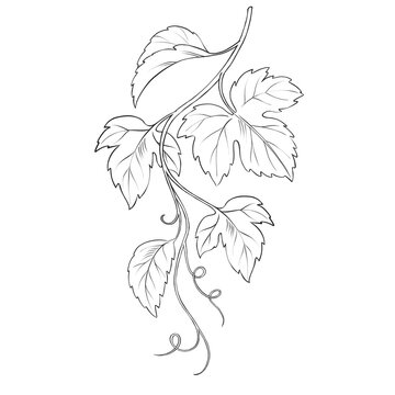 Hand-drawn illustration of a hop or grape vine branch