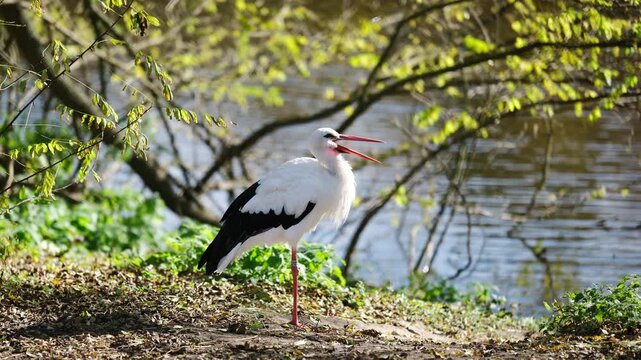 White Stork Preening Soft Feathers By The River On A Summer Day Outdoors
