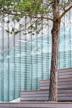 Tree and stepped terrace in London England beside a modern glass building showing public green design and landscaped urban outdoor space