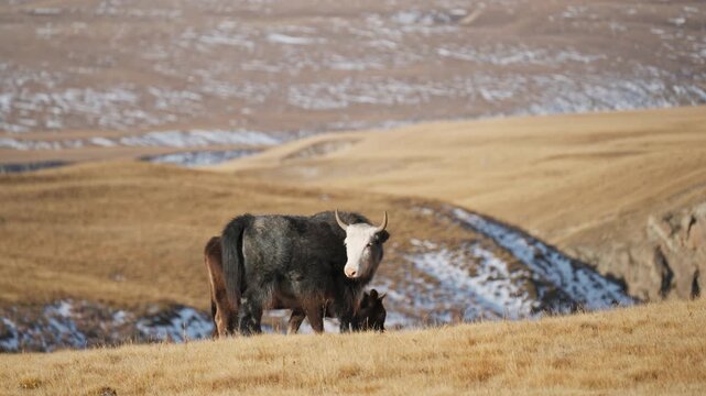 Domestic Cow Grazing on Golden Grassland in High Altitude in Autumn Wilderness Landscape