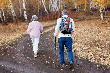 Fototapeta premium Senior couple nordic walking with poles in autumn park. Elderly man with backpack and woman hiking on leaf-covered path among birch trees.