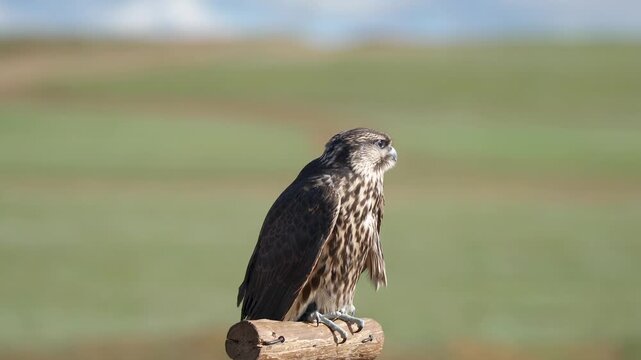 Falco falcon portrait shows sharp eyes detailed plumage plus hooked beak in natural light.