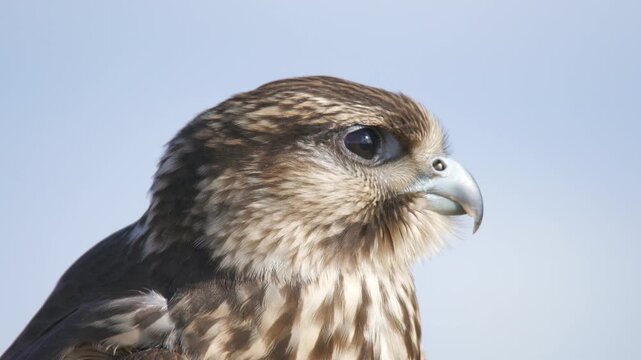 Falco falcon portrait shows sharp eyes detailed plumage plus hooked beak in natural light.
