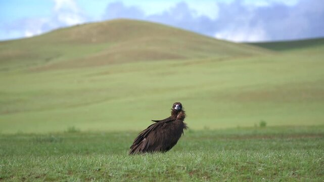 Cinereous vulture stands on treeless grassland showing a powerful scavenger in open plain.