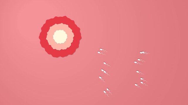 Animated sperm cells swimming towards an egg cell for fertilization concept in medical science infographics