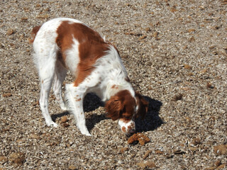 Spaniel breton © Steve Fossiant