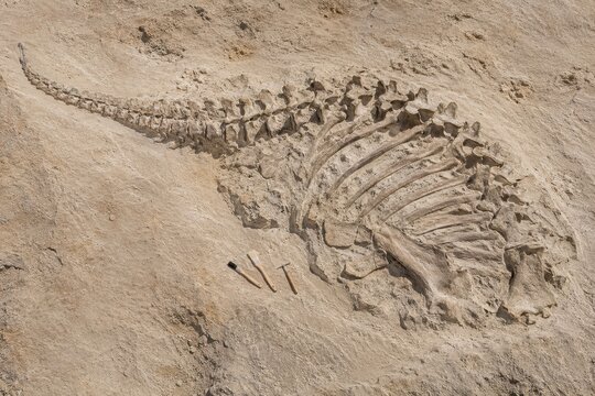 Dinosaur skeleton half exposed in pale rock at a dig