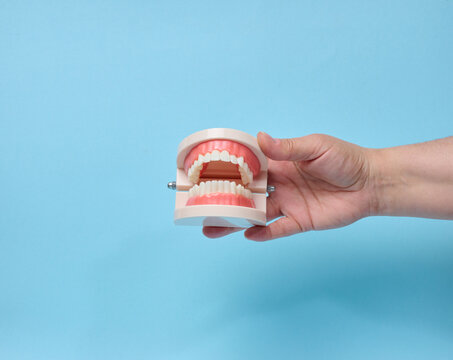 A person holding an anatomical jaw model with teeth against a blue background.
