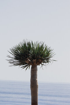 Dragon Tree Against Atlantic Ocean in Madeira Island, Portugal