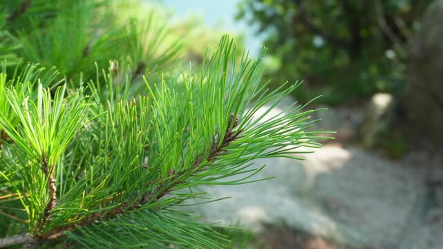 Red pine or scotch pine. Close-up pine swaying lightly in the wind. Pinus sylvestris. natural green forest. peaceful scenic, outdoor background