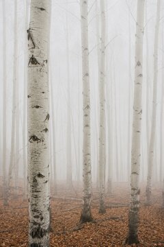 Bare white aspen trunks receding into thick fog