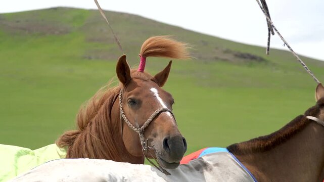 Traditional horses stand tied on the Mongolian steppe with braided manes and forelock ornaments.
