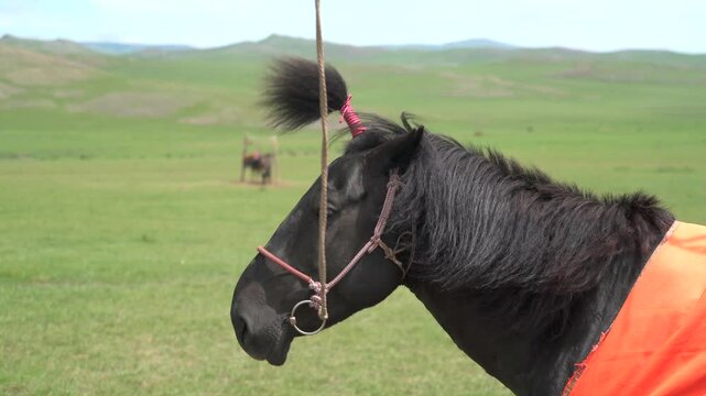 Traditional horses stand tied on the Mongolian steppe with braided manes and forelock ornaments.