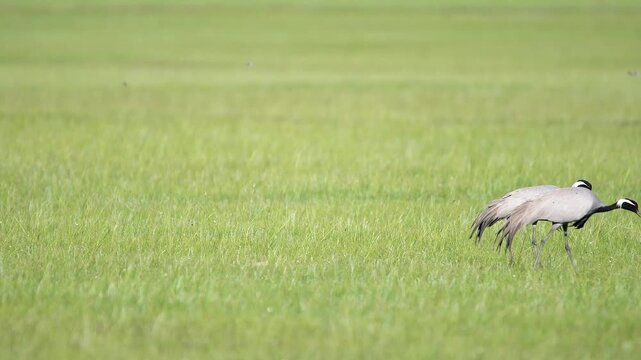 Wild cranes forage together on treeless meadow across open steppe in a calm feeding scene.