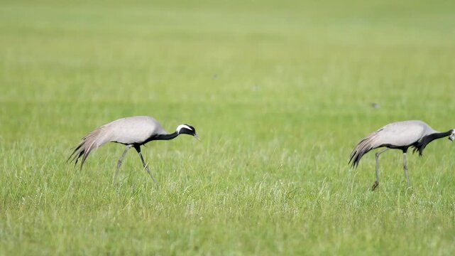 Wild cranes forage together on treeless meadow across open steppe in a calm feeding scene.