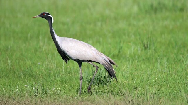 Wild cranes forage together on treeless meadow across open steppe in a calm feeding scene.
