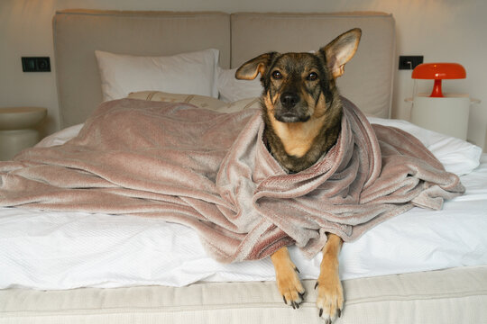 Mixed-breed dog wrapped in a blanket, resting on a bed in a cozy home environment