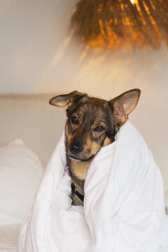 Dog adopted and wrapped in a blanket at home for care and comfort