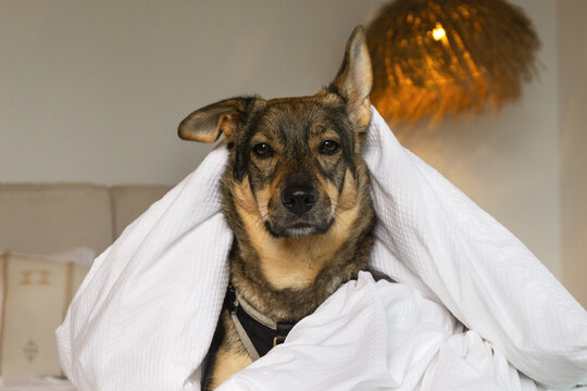 Dog wraps in blanket at home while resting on bed indoors