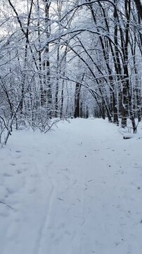 First Person POV Walk Through Snowy Winter Forest